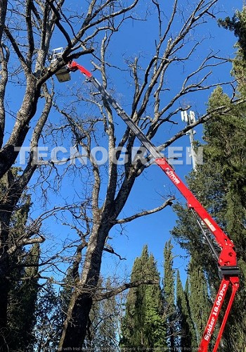Provincia di Pisa Taglio alberi - Alto fusto