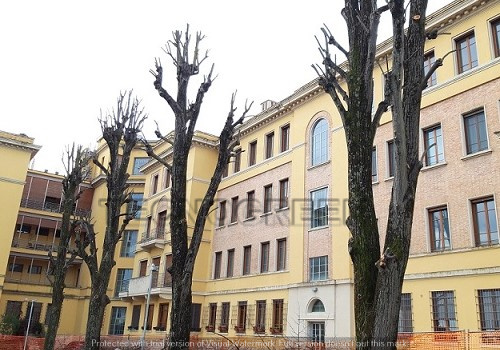 Provincia di Pisa - Ditte abbattimento alberi