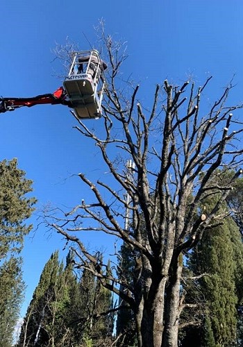 Pisa - Taglio alberi alto fusto